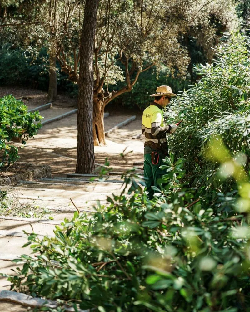 Jardinier taillant une haie dans un parc ombragé